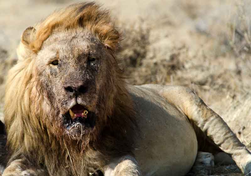 06 - Namibia - leones comiendo - parque nacional de Etosha